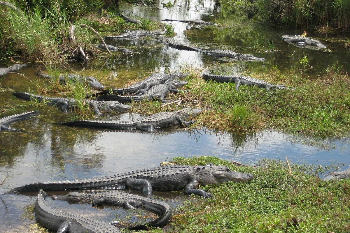 Where to stay near Everglades National Park, FL - Howtobookyourtrip