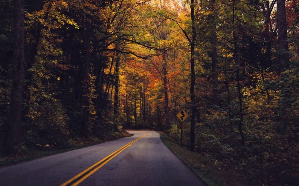 Road into the forest during fall