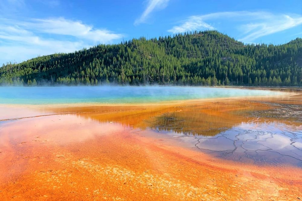 Vivid Grand Prismatic Spring backdropped by thick forest in Yellowstone National Park