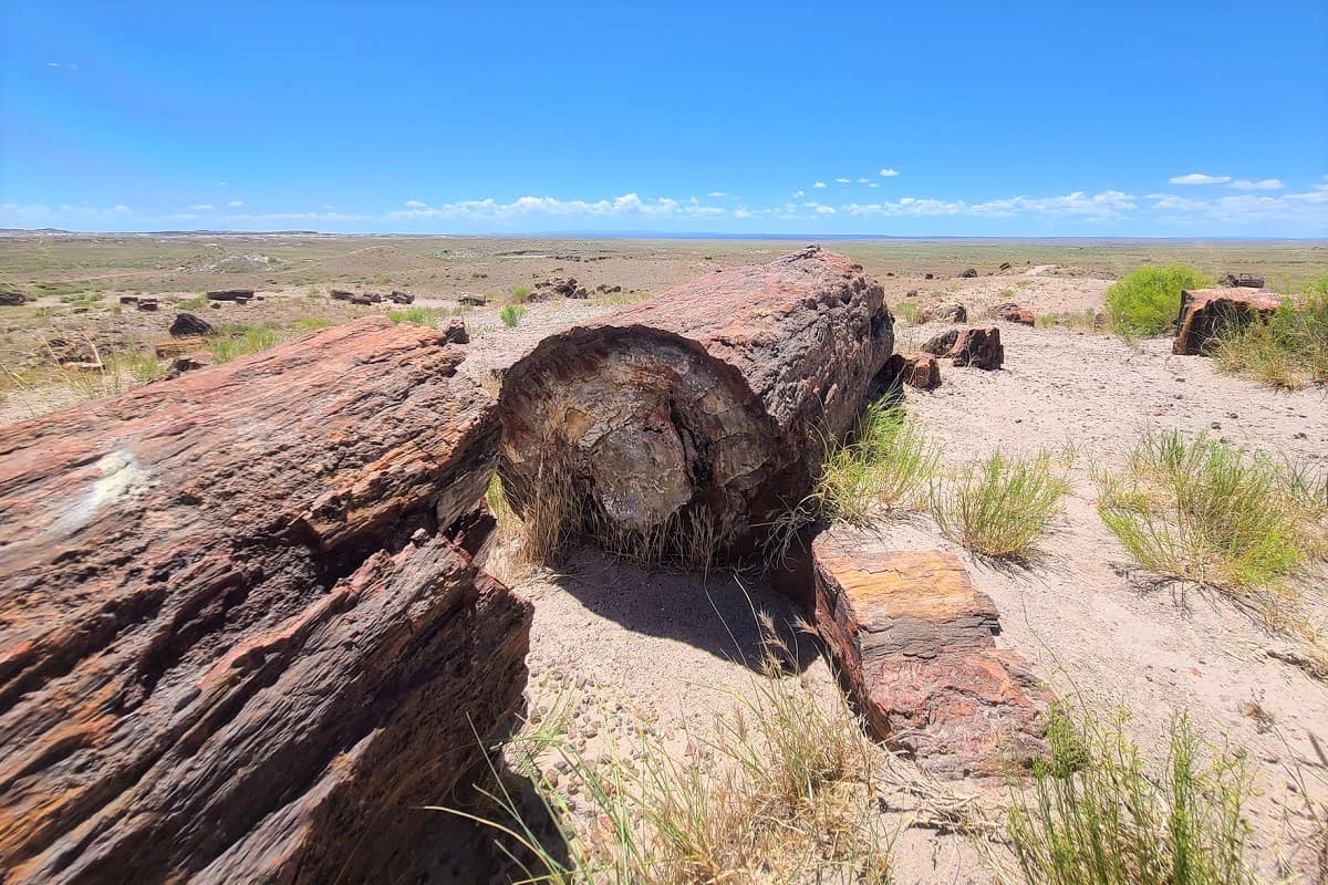 petrified forest national park