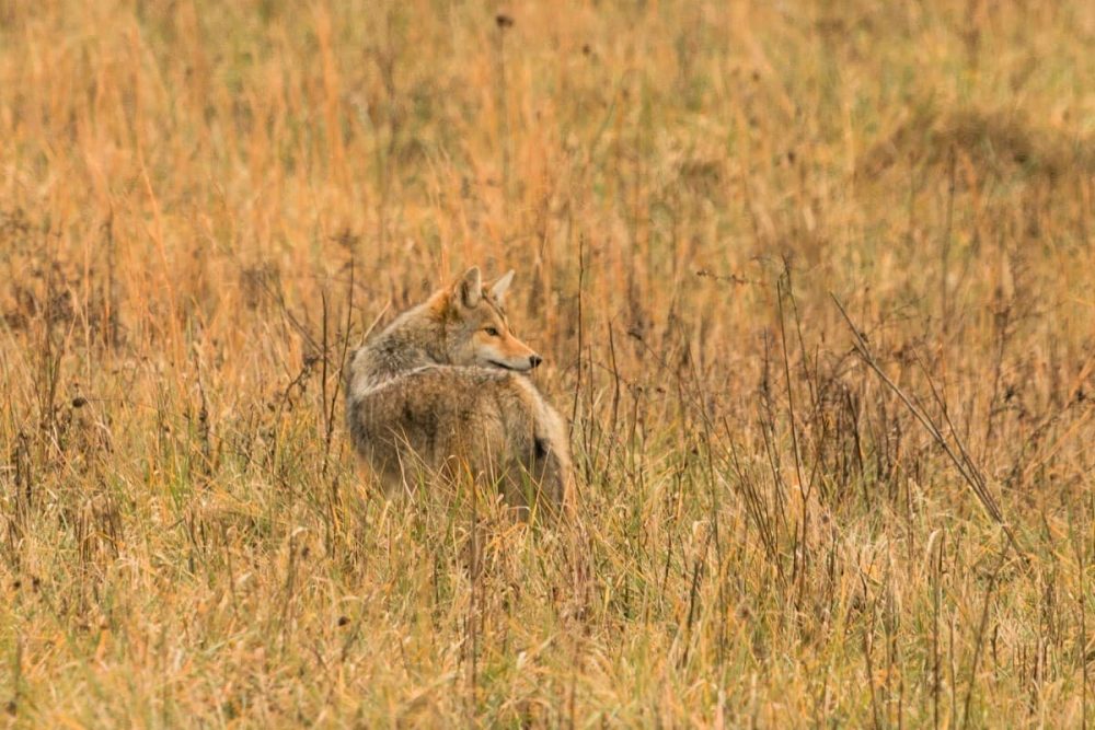 Fox gazing across a field in Cades Cove, TN.