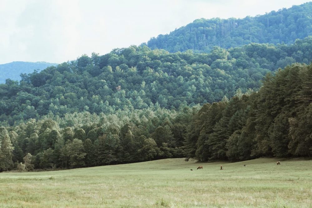 Great Smoky Mountains National Park valley dotted with deer