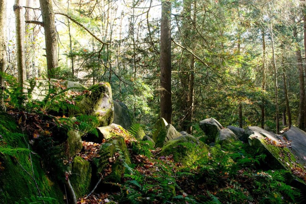 Thick forest in Cuyahoga National Park, Ohio