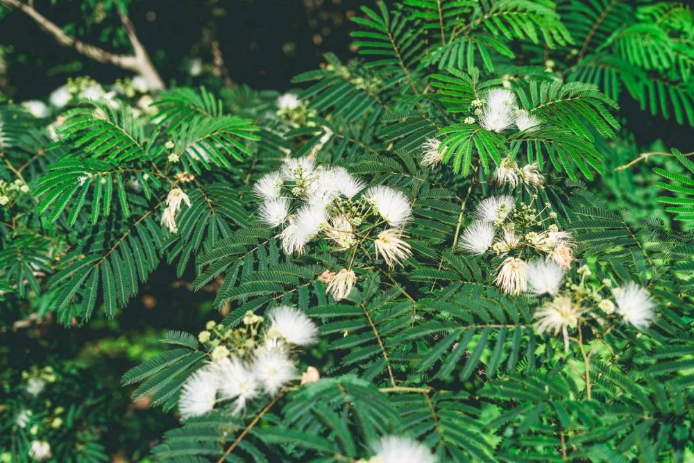 White flowers blooming in Great Smoky Mountains National Park