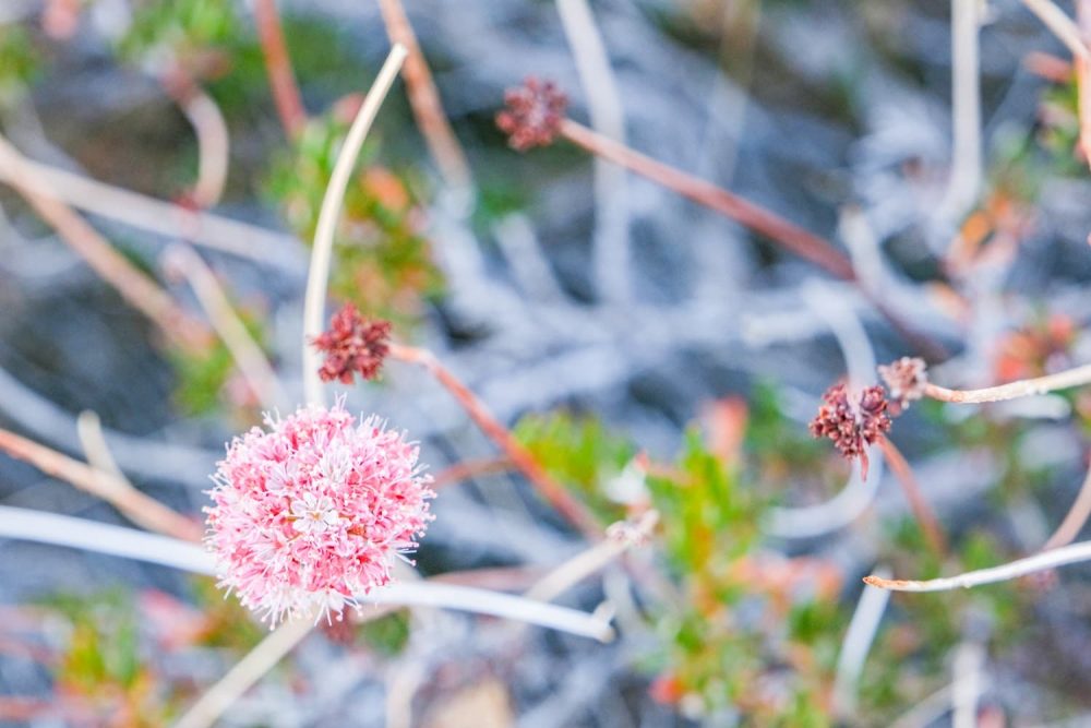 Pink California buckwheat wildflower in full bloom
