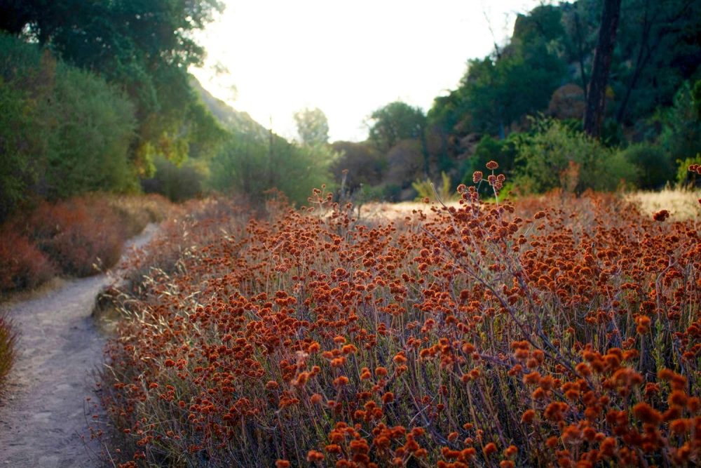 Rust-red California buckwheat along trail in Pinnacles National Park