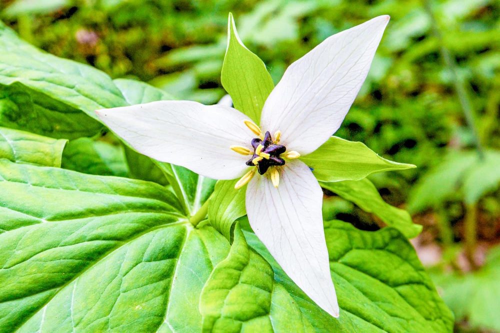 Blooming trillium surrounded by green vegetation in Great Smoky Mountains National Park
